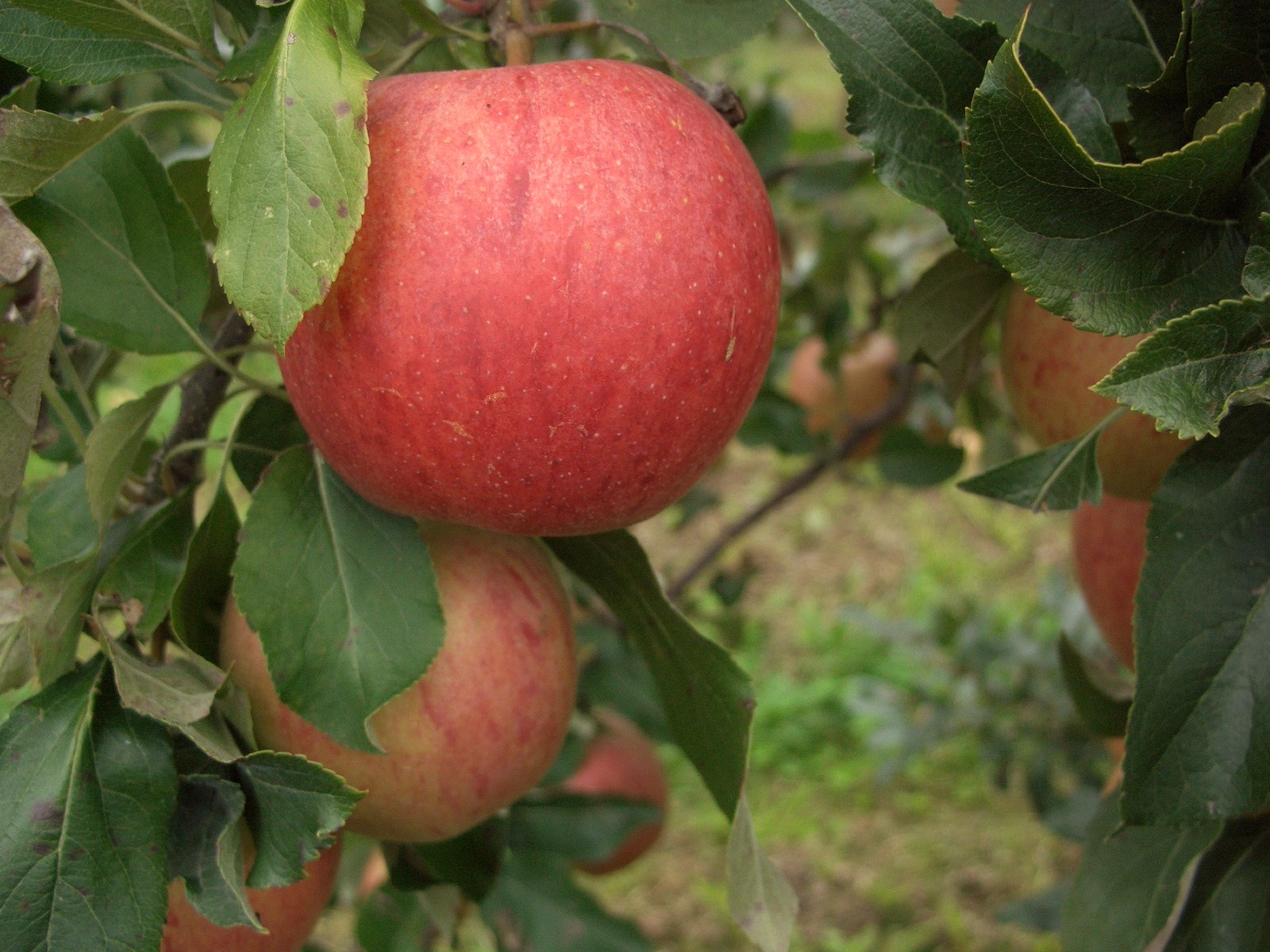 Frisch geerntete Äpfel