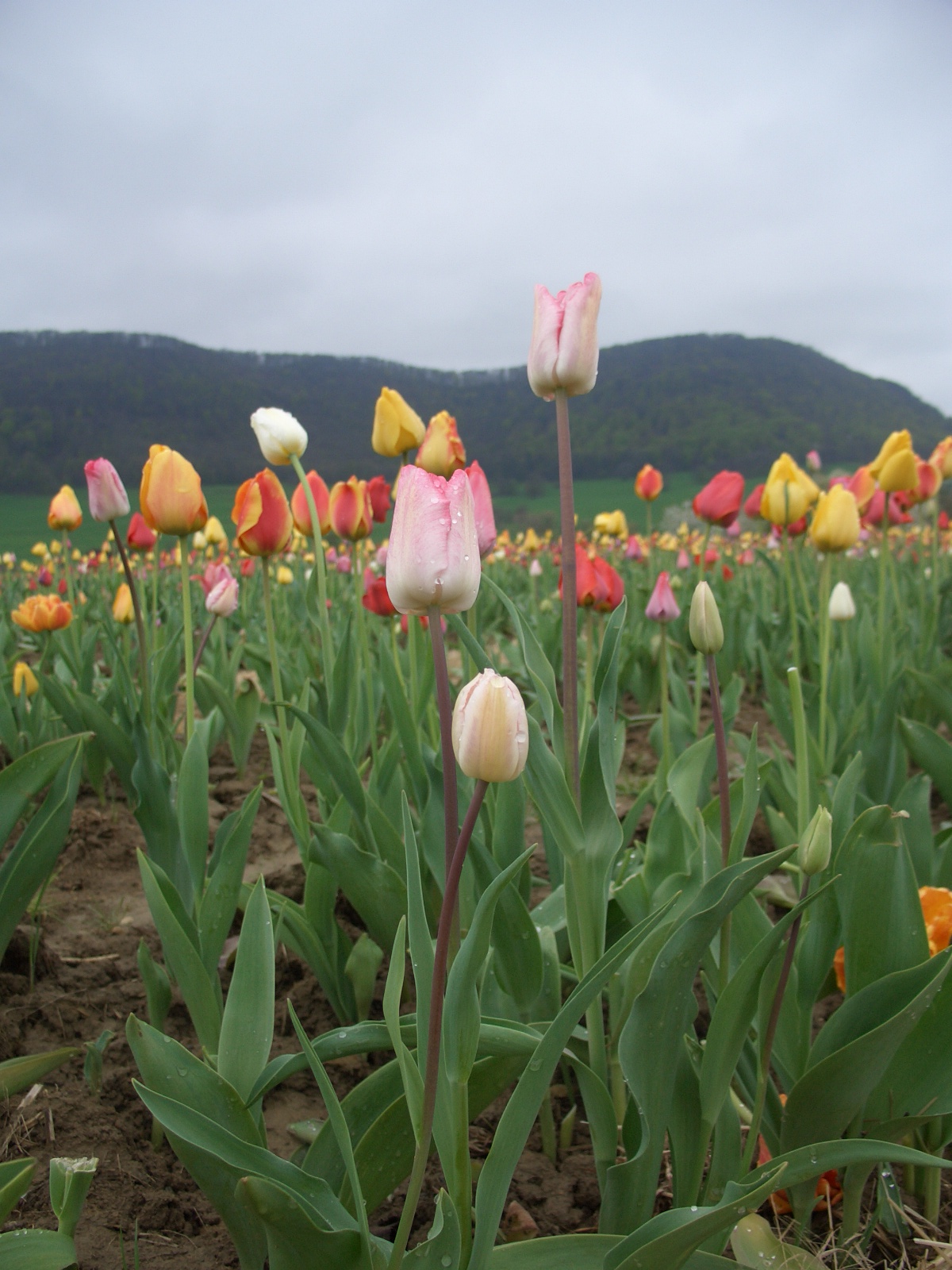 Blühendes Blumenfeld zum Selberschneiden