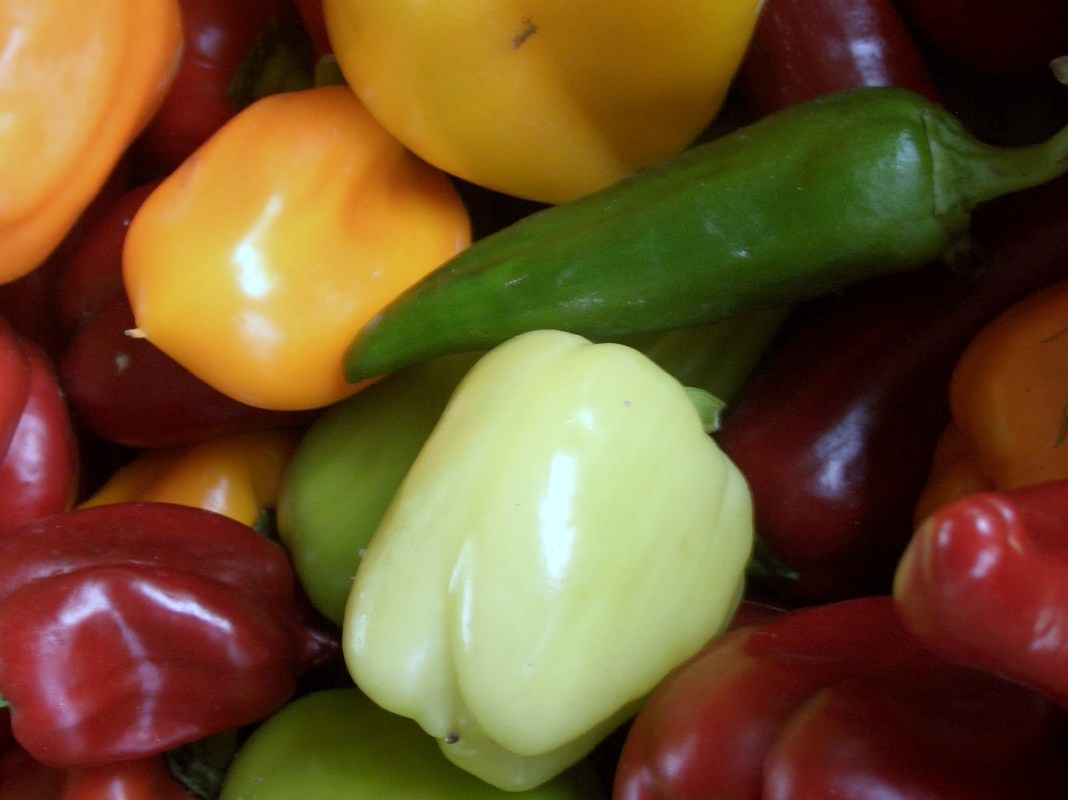 Bunte Paprika und weitere regionale Produkte im Hofladen